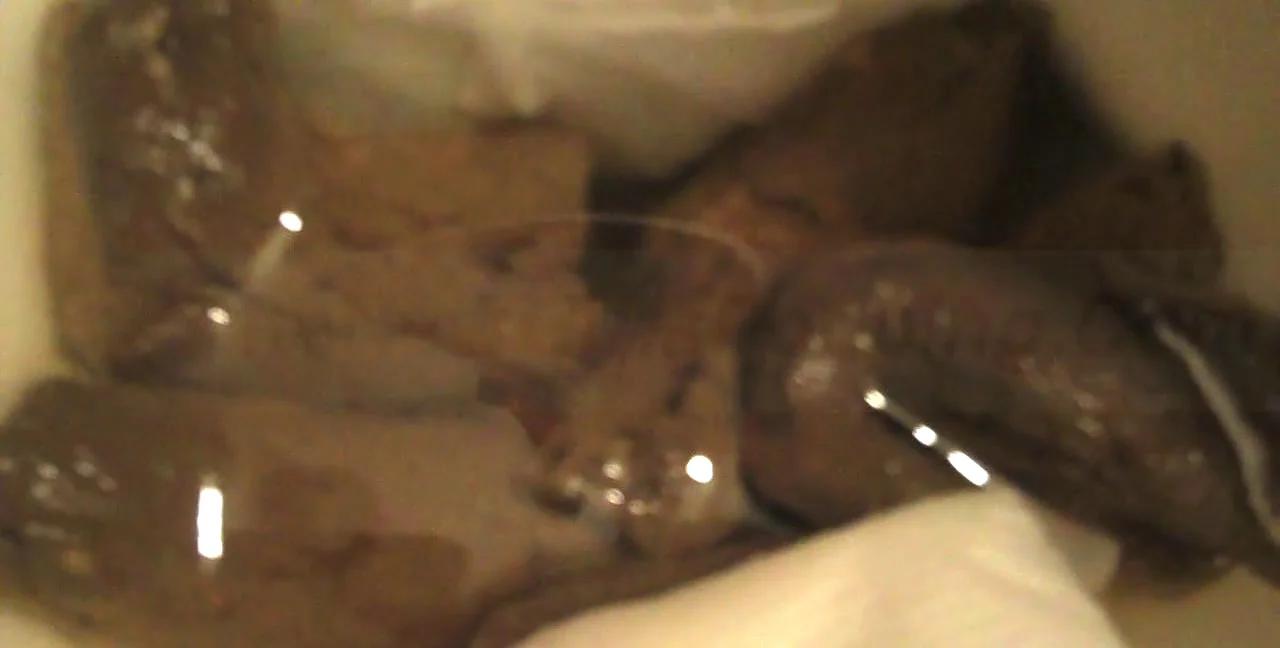 Solo Toilet Slave Josie In The Nude - USA Scat Fetish - Femdom Scat - Extreme Porn Video on XXXExtreme