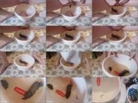 Bitchs meal [HD 720p] 26.51 MB